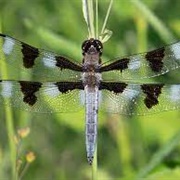 Twin-Spotted Skimmer