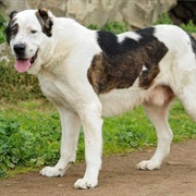 Central Asian Shepherd Dog