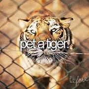 Pet a Tiger