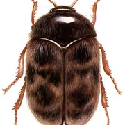 Khapra Beetle