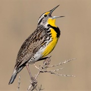 Western Meadow Lark
