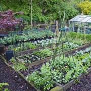 Plant a Vegetable Garden