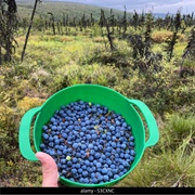 Alaskan Blueberries