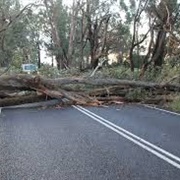 Tree Falling on Road