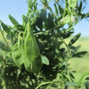 Lentil (Quran Verse 1)