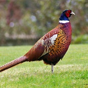 Seen a Wild Pheasant