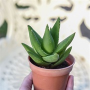 Aloe Brevifolia