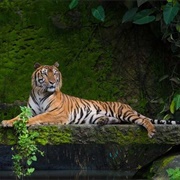 Royal Manas National Park, Bhutan