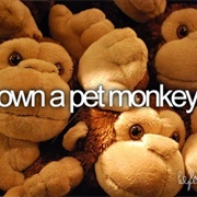 Own a Pet Monkey