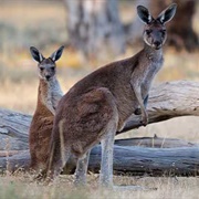Grey Kangaroo