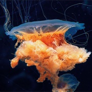 Lion's Mane Jellyfish