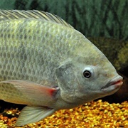 Tilapia
