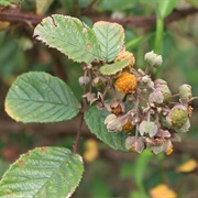 Ainselu (Rubus Ellipticus)