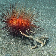 Crab and Urchin