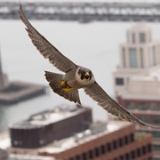 San Francisco's Peregrine Falcons