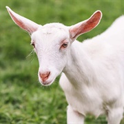 Saanen Goat