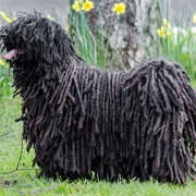 Groom a Puli