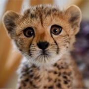 National Geographic Cheetah