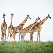 A Tower of Giraffes