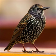 Starling