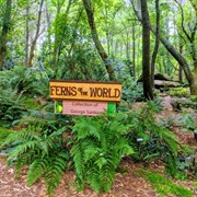 Ferns of the World