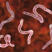 Southerners Aren't Lazy and Dumb, They Just Had Hookworm