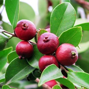 Cattley Guava (Psidium Cattleyanum)