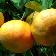 Khasi Mandarin