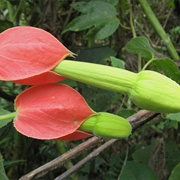 Passiflora Ampullacea