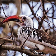 Red Billed Hornbill