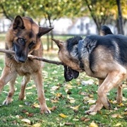 Two Dogs Over One Bone