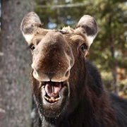 Moose