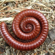 Millipede
