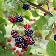 Cherokee Blackberry