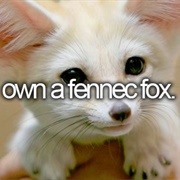 Own a Fennec Fox