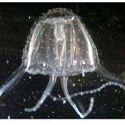 Irukandji Jellyfish