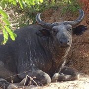 Sudan Buffalo