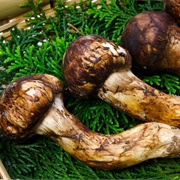 Matsutake Mushrooms