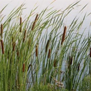 Reeds (Sahih Al-Bukhari)