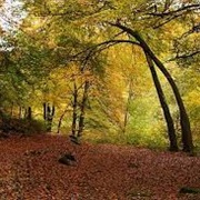 Blue Rock State Forest