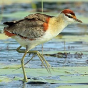 Lesser Jacana