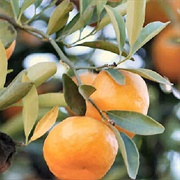 African Cherry Orange (Citropsis Articulata)