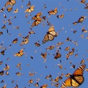 A Kaleidoscope of Butterflies