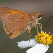 Palatka Skipper