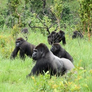 Lésio Louna Gorilla Reserve, Republic of Congo