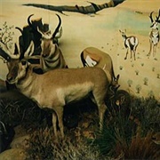 Bagley Wildlife Museum (Permanently Closed)