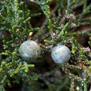 Western Juniper (Juniperus Occidentalis)