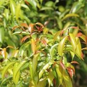 Kundong (Garcinia Parvifolia)