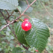 Dawyck Cherry (Prunus × Dawyckensis)