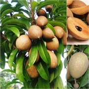 Sapodilla (Chikoo/ Naseberry)